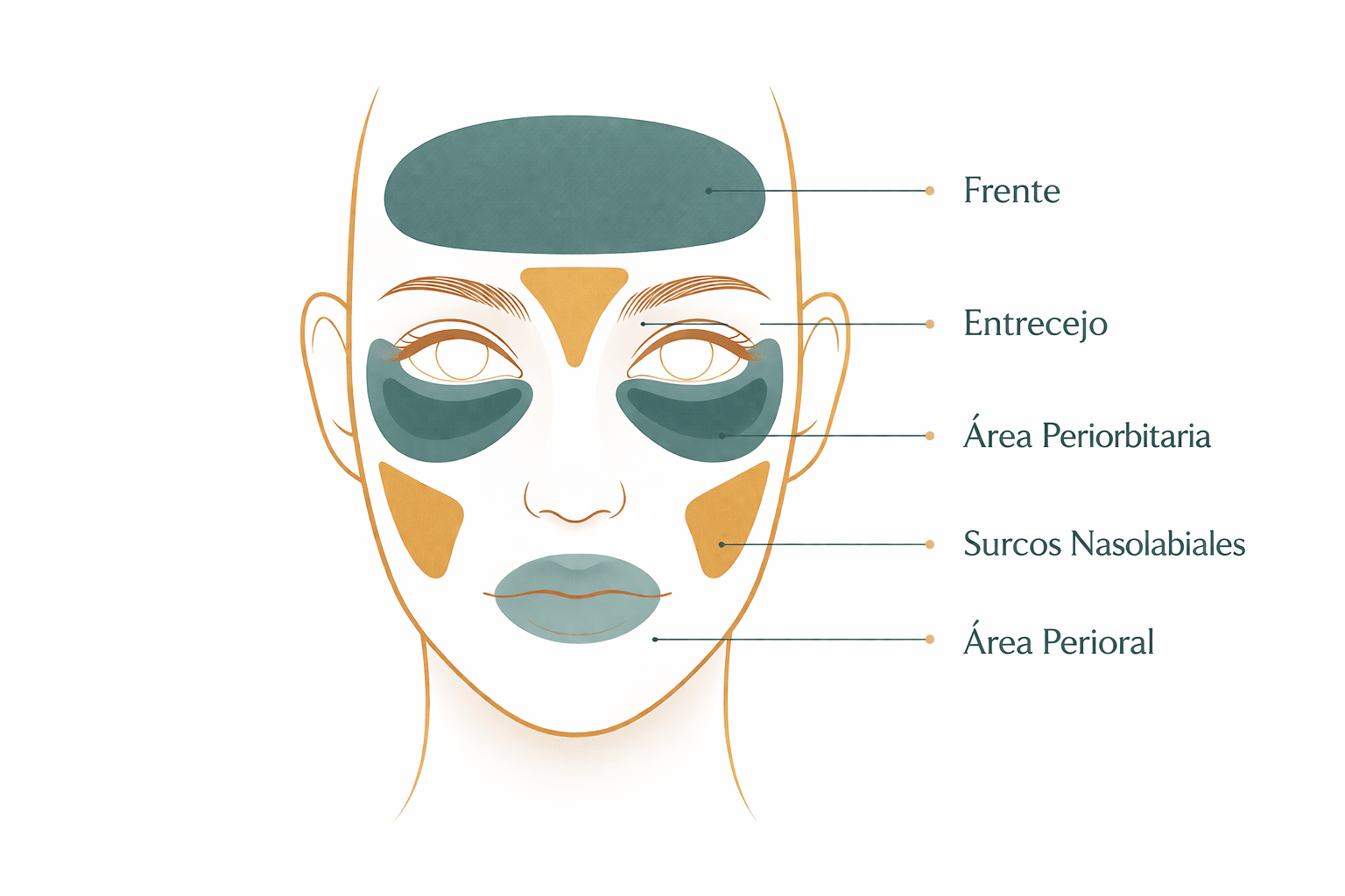 Zonas de arrugas faciales: frente, entrecejo, patas de gallo, surcos nasogenianos